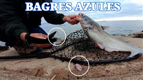 Pesca De Grandes Bagres Youtube