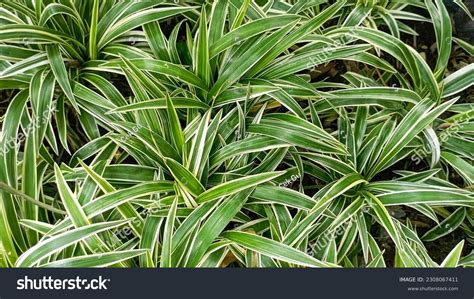 49 Dianella Variegata Images Stock Photos Vectors Shutterstock