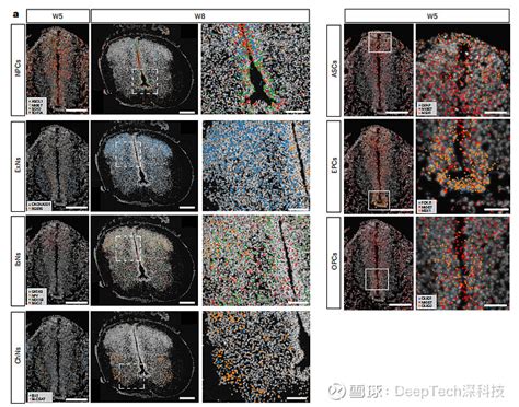 科学家创建脊髓发育细胞图谱，让干细胞按需生成新细胞，已接近临床测试阶段 人类神经系统中有成百上千种细胞，在遭受神经损伤比如脊髓损伤之后，多种