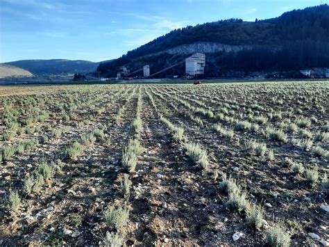 NEKAD JALOVIŠTE A DANAS PLANTAŽA LEKOVITOG BILJA Komšije iz Pljevalja