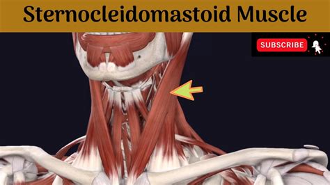 Sternocleidomastoid Muscle Attachment Nerve Supply Action