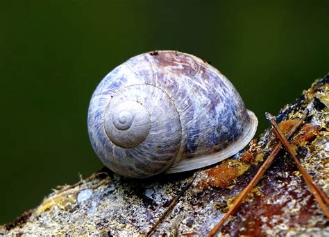 Free Images Wildlife Fauna Shell Invertebrate Close Up Animal