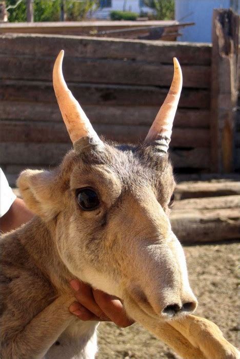 D Couvrez Animaux Bizarres Vous Avez Dit Bizarres