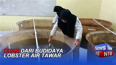 CUAN DARI BUDIDAYA LOBSTER AIR TAWAR YouTube