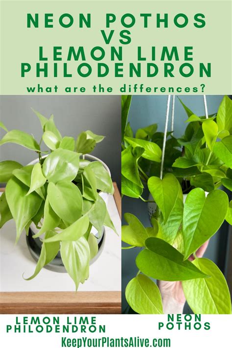 Lemon Lime Philodendron Vs Neon Pothos Keep Your Plants Alive