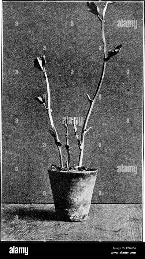 Experimental Plant Physiology For Beginners Plant Physiology