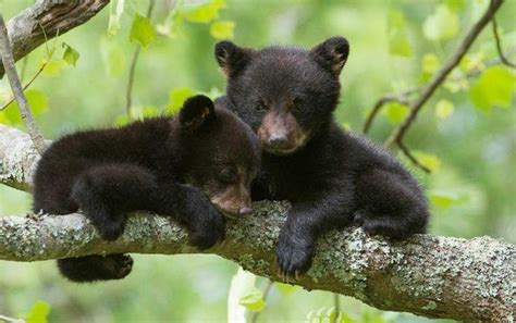 These Two Cute Black Bear Cubs 🐻 : r/CuteAnimalsTogether