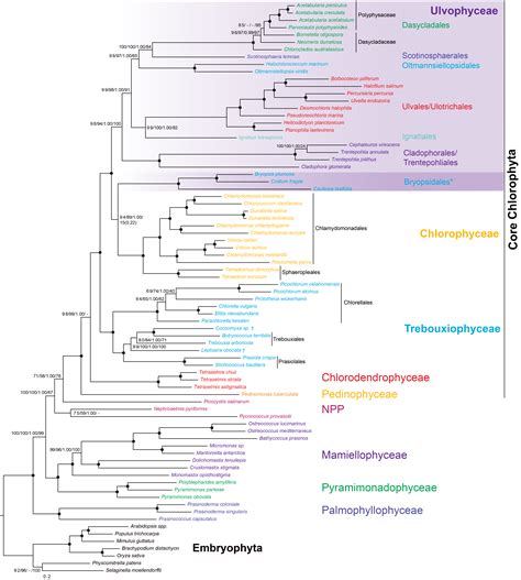 Phylogenomic Analysis Restructures The Ulvophyceae About