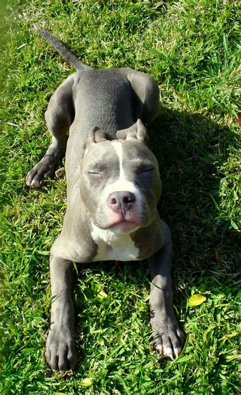 pit bulls love the sunshine #bully #pitbull #americanbully #bullies # ...