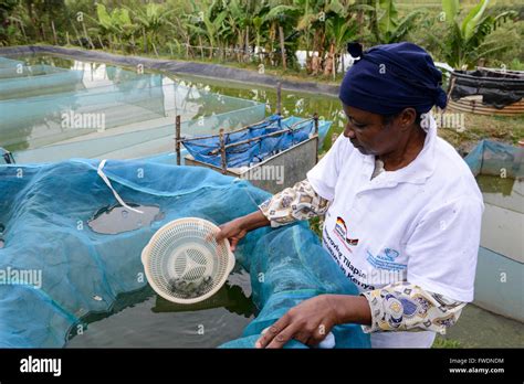 Kenya Kisumu Tilapia Fish Farming In Pond Woman Entrepreneur Stock