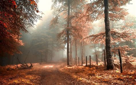 Autumn Forest Wallpapers - 4k, HD Autumn Forest Backgrounds on WallpaperBat