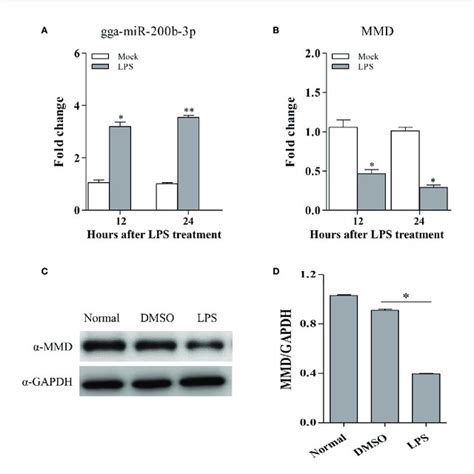 The Expression Of Gga Mir B P And Mmd In Hd Cells With Lps