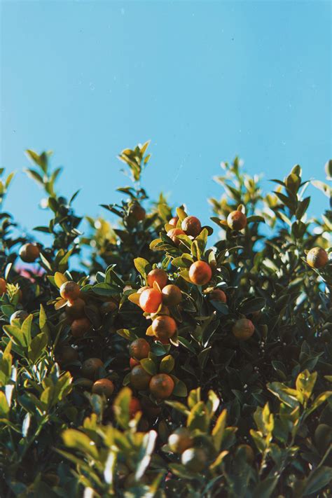 Orange Fruit Tree · Free Stock Photo