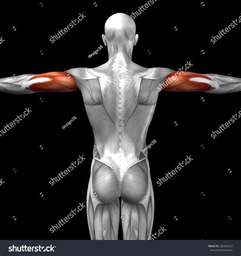 Conceptual 3d Triceps Human Anatomy Anatomical Stock Illustration ...