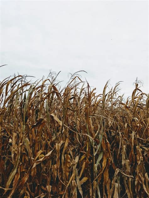 Corn Stalk Pictures Download Free Images On Unsplash