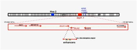 Genomic Context Of The Human Dlx Dlx Bigenic Locus Dlx Gene Png