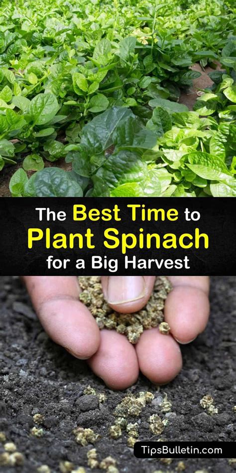 The Best Time To Plant Spinach For A Big Harvest Growing Spinach