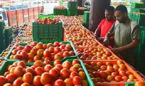 Govt Cuts Price Of Subsidised Tomatoes To Rs Per Kg From Today The