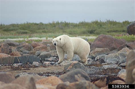 Polar Bear Ursus Maritimus