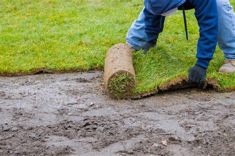 Premium Photo | Gardener applying turf rolls in the backyard grass rolls ready for installing