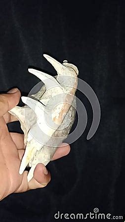 Horn Shaped Sea Shell Fossil Stock Video - Video of hard, perfect ...