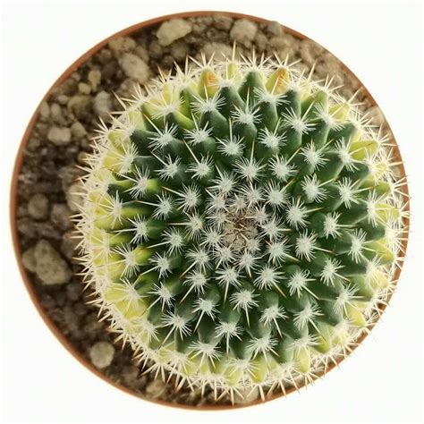 Mammillaria Mammillaris F Variegata 10 Cm Cactaceae Giromagi