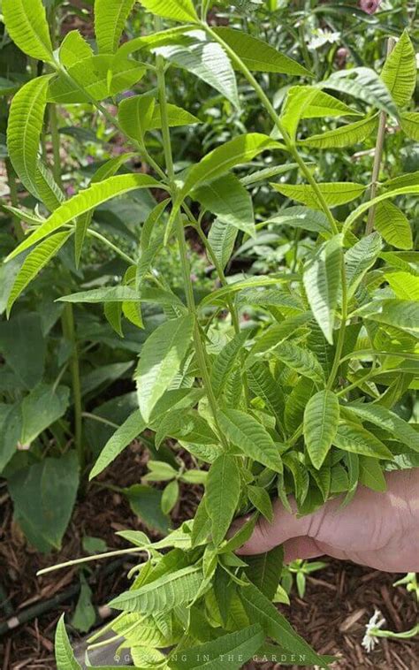 How To Grow Lemon Verbena Growing In The Garden