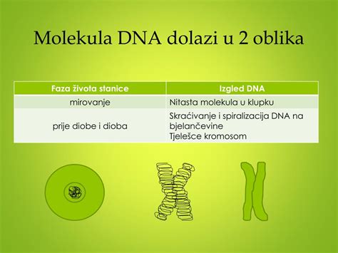 Ppt Biologija Stanične Diobe Powerpoint Presentation Free Download