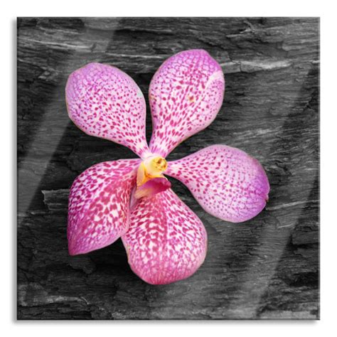 Brayden Studio Glasbild Orchideenbl Te Auf Rinde Wayfair De