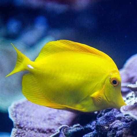 Yellow Tang Georgia Aquarium