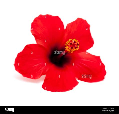 Single Red Hibiscus Flower Isolated On White Background Stock Photo Alamy