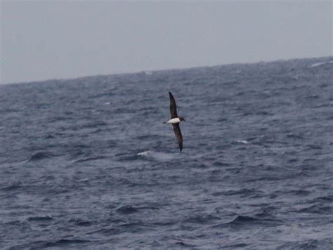 Tahiti Petrel Birds Of The Chagos Archipelago · Inaturalist