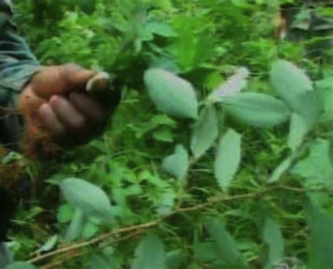 Ejército destruye cultivo de coca cerca de frontera con Colombia La