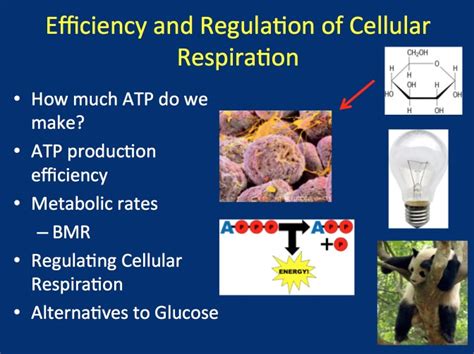 Efficiency And Regulation Of Cellular Respiration Teach With Fergy