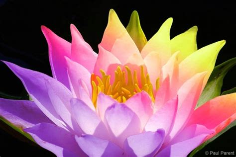 53 Best Lotus Images On Pinterest Lotus Flowers Water Lilies And