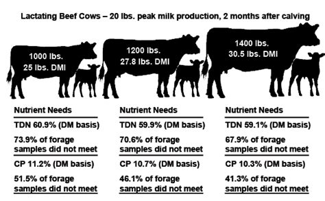 Energy in Beef Cattle Diets | Mississippi State University Extension ...