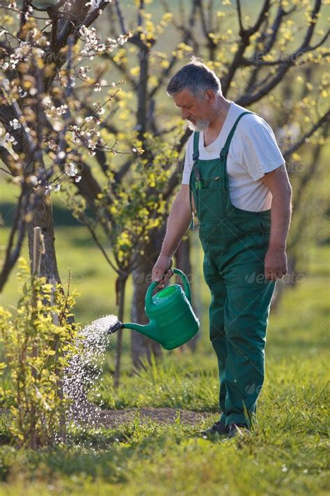 watering orchard/garden - portrait of a senior man gardening in ...