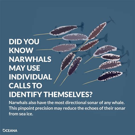 5 surprising narwhal facts for a chilly day | Oceana Canada