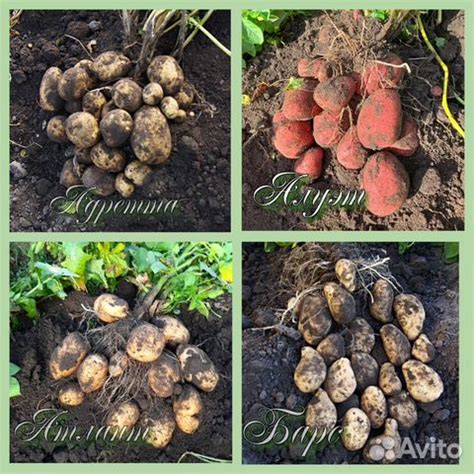 Семенной картофель.50 сортов. Екатеринбург купить в Екатеринбурге ...