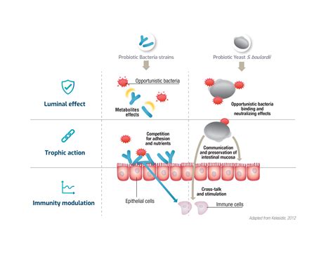 Probiotic Bacteria Benefits