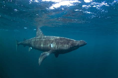 Basking Shark Cetorhinus Maximus