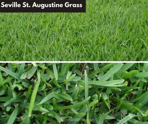 9 Types Of St Augustine Grass Growing And Care Guide With Pictures