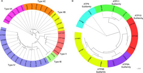 Phylogenetic Tree Of Human P Type And P 4 ATPases A There Are 36