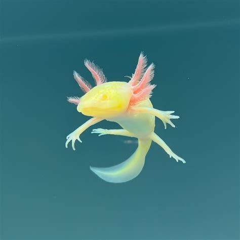 Gfp Albino Melanoid Axolotl Axolotls For Sale Axolotl Planet