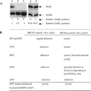 A B Relative Levels Of DnaK And GroEL And Ribosome Assembly Pattern