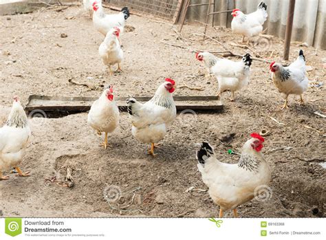 Gallinero Con Los Pollos En El Pueblo Yarda De Las Aves De Corral Foto