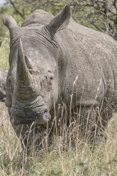 White rhino stock photo. Image of natural, animal, mammal - 120432746