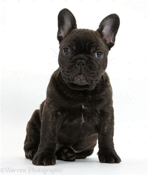 Are Black Brindle French Bulldogs Rare