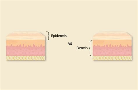 Difference Between Dermis And Epidermis Explained In Detailed Knya