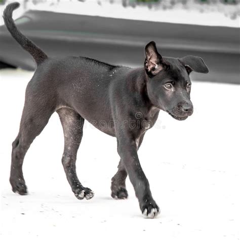 Thai Ridgeback Puppy Stock Photos - Download 1,135 Royalty Free Photos